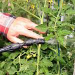 Organic Pest Control Methods For Vegetable Plants